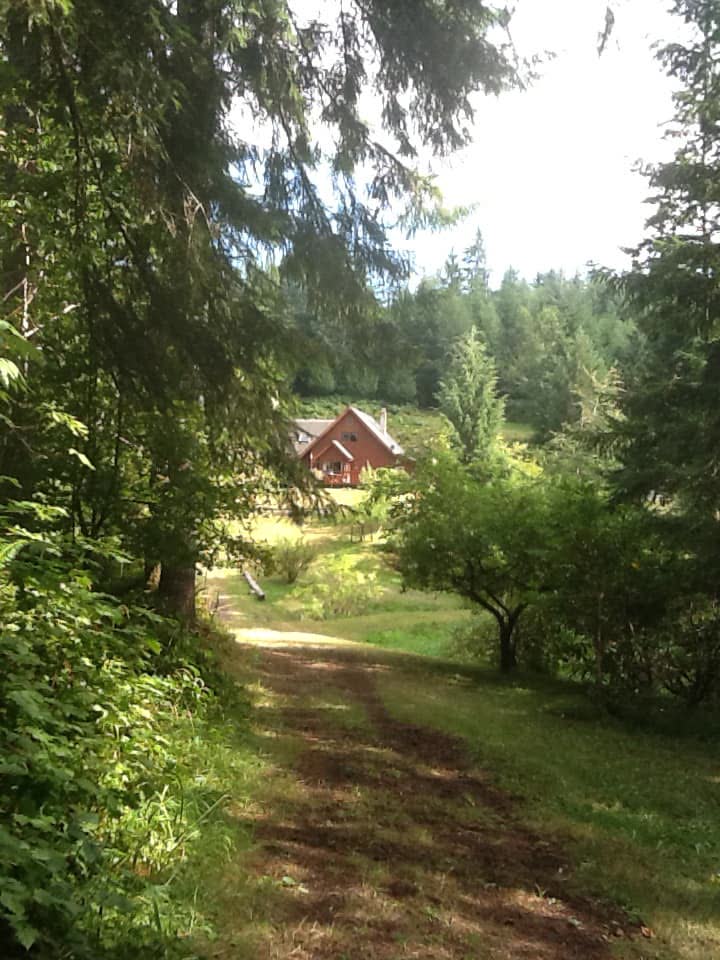 Forest path leading to the cabin