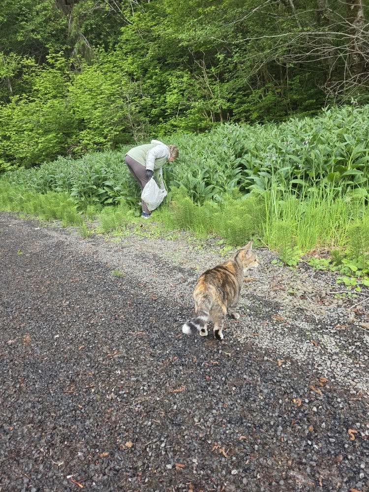 A cat on the gravel drive