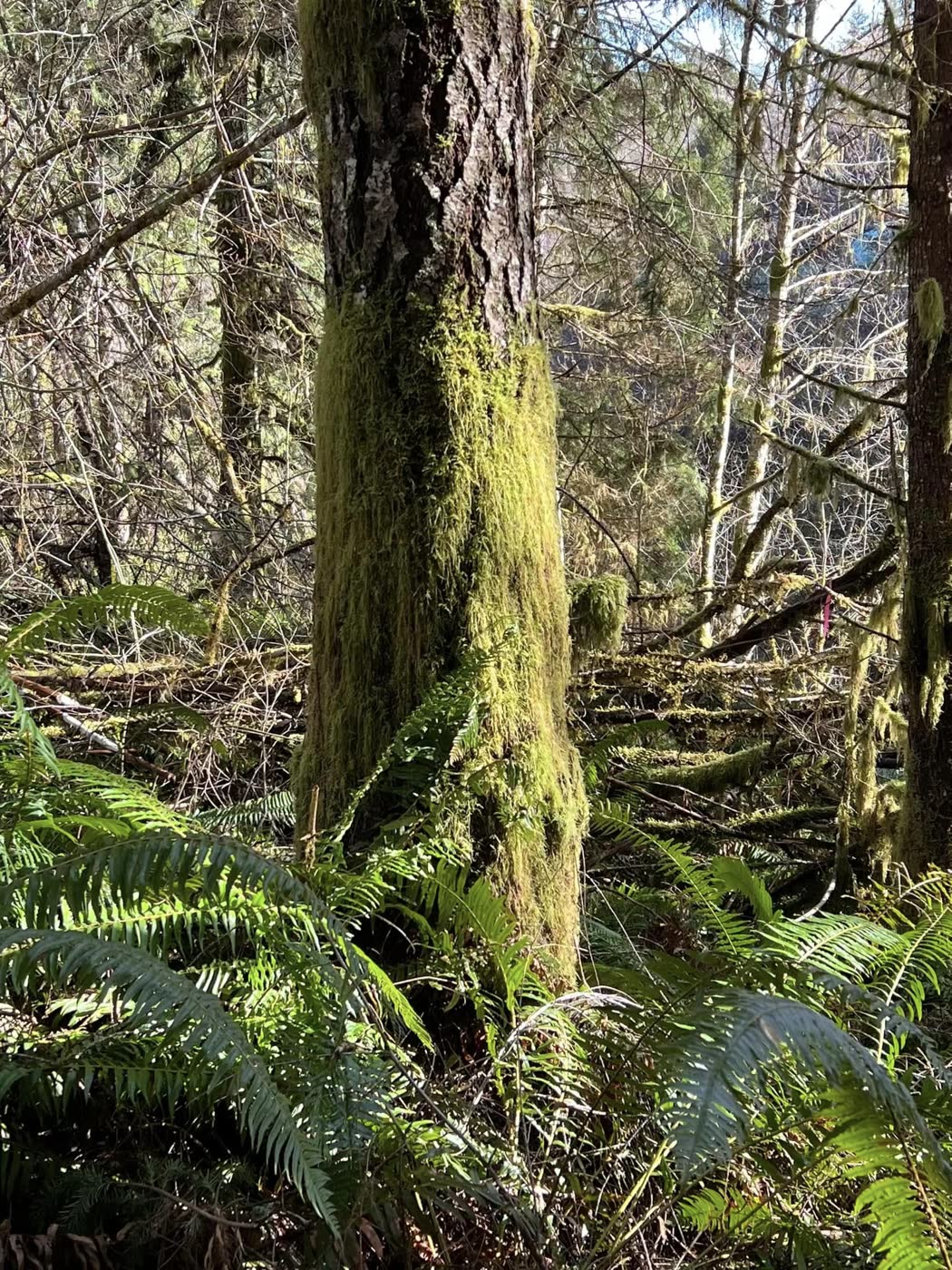 Moss-covered tree among the ferns