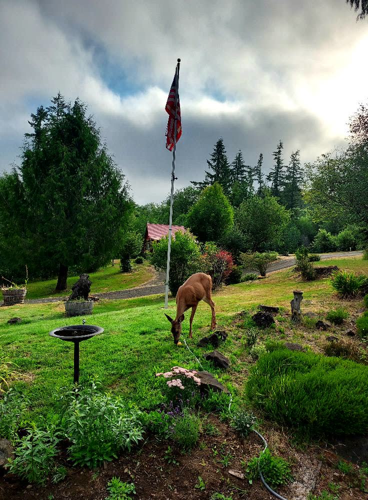 A deer grazing in the garden
